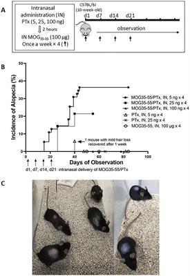 Intranasal sensitization model of alopecia areata using pertussis toxin as adjuvant